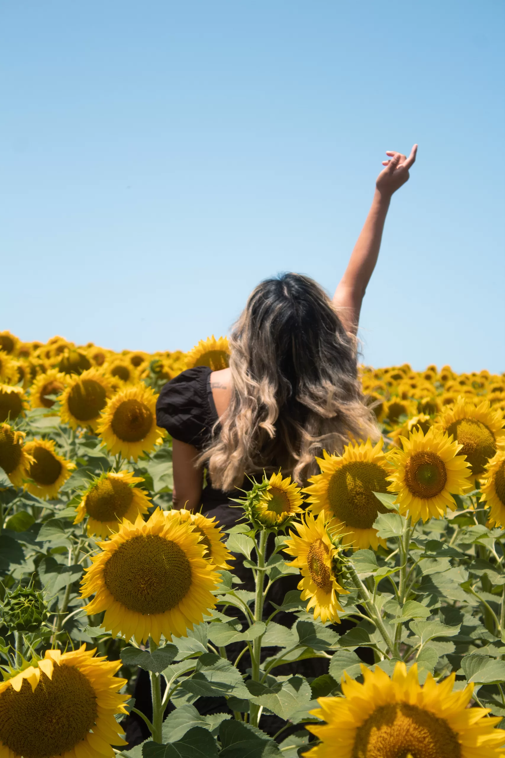 Best Sunflower Fields in Andalucía, Spain